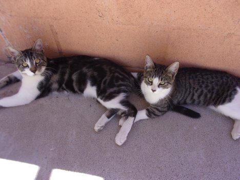 KODAK Digital Still Camera